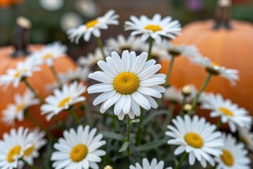 A bunch of white daisies sitting in a field of pumpkins © Ease Enjoy