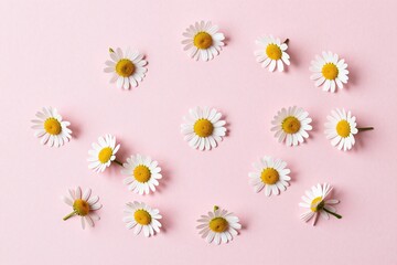A bunch of white daisies on a pink background © Ease Enjoy