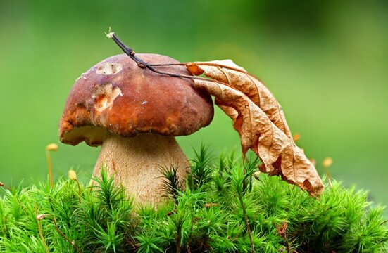 Penny Bun or boletus edulis mushroom in forest. King boletes in the woods
