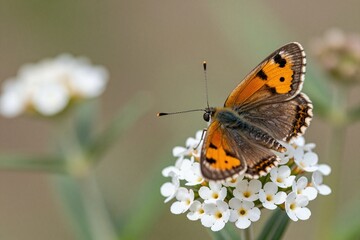 Obraz premium A brown and white butterfly sitting on a white flower