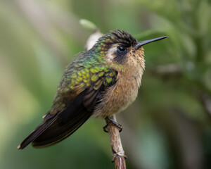 Fototapeta premium Speckled Hummingbird (Adelomyia melanogenys) perched in Andean cloud forest