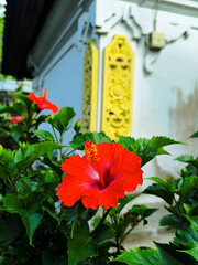 Vibrant red hibiscus flower blooming in front of a Balinese traditional building. Beautiful tropical flora with intricate yellow wall carvings in the background, perfect for travel and nature.