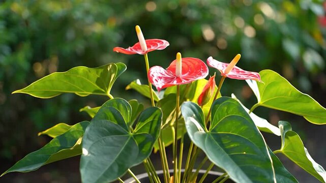 Vibrant red anthurium flowers bloom beautifully with green leaves in natural
