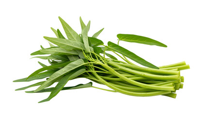 Fototapeta premium Water Spinach Isolated PNG – Transparent Background