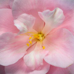 closeup of pink camellia in garden