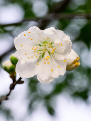 closeup of white plum tree blossom
