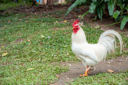 White rooster with a bright red comb and wattles walking on green grass and dirt path, depicting farm animals, poultry, and rural life concepts