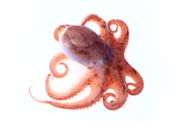 octopus on white background © Alejandra