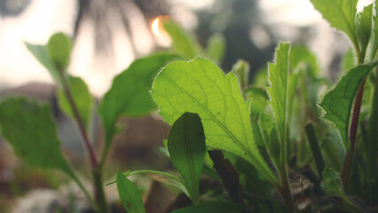 Obraz premium Close-up of Young Sprouting Leaves in Soft Morning Sunlight Representing Natural Vitality, Organic Renewal, and Holistic Wellness