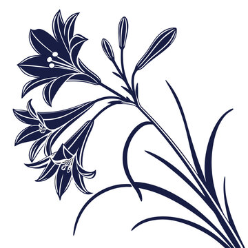 brodiaea silhouette on white background