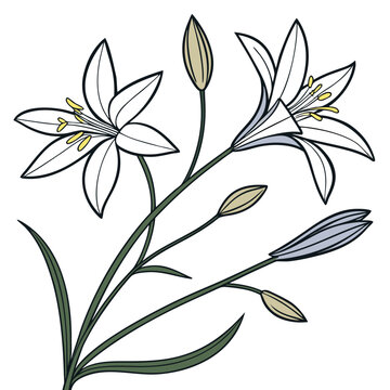 brodiaea vector