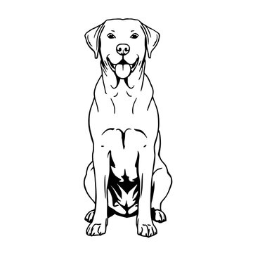 labrador retriever puppy