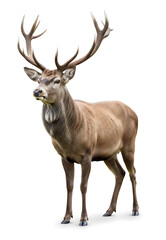 Majestic wild deer standing alert with large branching antlers, full body wildlife portrait, natural fur texture, studio lighting, transparent background