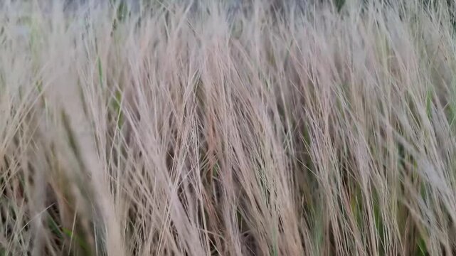 A dense, full-frame background of tall wild grass in its drying phase, creating a natural golden-brown pattern