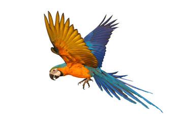 Fototapeta premium Beautiful Blue and Gold Macaw your wings and fly isolated on transparent background png file 