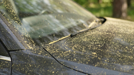 Fototapeta premium Thick layer of golden yellow pollen coating a dark car windshield and hood, signaling the peak of spring allergy season and environmental dust