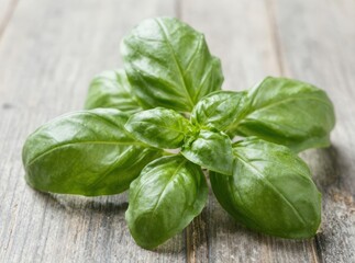 Fototapeta premium Fresh green basil leaves bunch on rustic dark wooden table background 