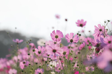 Fototapeta premium Cosmos bipinnatus flowers blooming on white sky background
