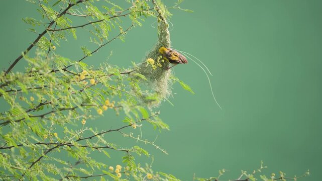 Baya weaver building nest, Weaver bird making hanging nest, Baya weaver working on nest, Bird weaving nest on tree branch stock video.