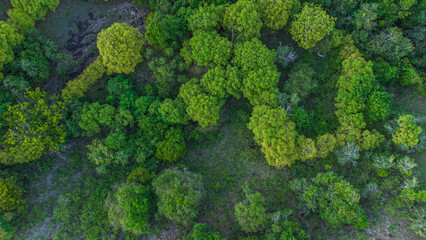 Emerald Aerial Top Down View of Lush Tropical Forest Canopy Drone Shot Natural Green Texture...