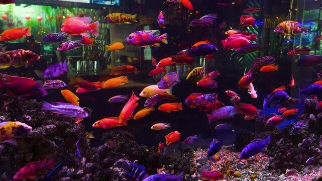 Many colorful tropical cichlids swimming in a large freshwater aquarium, showcasing vibrant hues and diverse species in clear water against a dark background, lively underwater scene