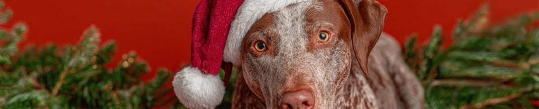 Braque Francais dog wearing a red Santa hat indoors for Christmas holiday celebration portrait on bright red background with festive pine tree needles and copy space