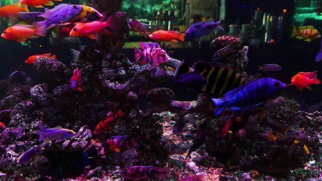 Colorful tropical fish swimming gracefully through an illuminated freshwater aquarium filled with dark rocks and diverse coral, creating a vibrant aquatic environment