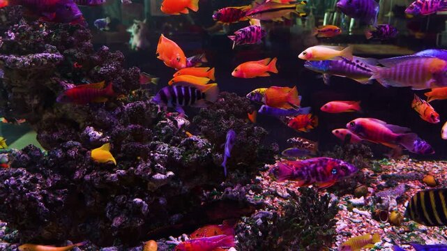 Many colorful tropical cichlid fish swimming around artificial rocks and substrates in a large freshwater aquarium, creating a dynamic aquatic life scene and vibrant underwater ecosystem