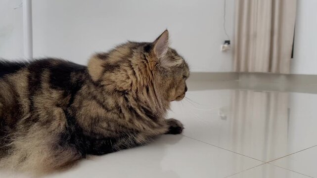 Fluffy Persian Cat Licking Lips with Yellow Eyes on White Floor