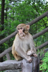 Fototapeta premium A wild baby macaque monkey in Zhangjiajie National Forest Park, Hunan, China