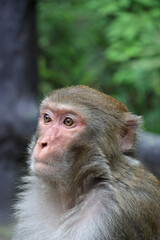 Obraz premium Close-up of a wild macaque monkey face in Zhangjiajie National Forest Park, Hunan, China