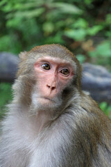 Obraz premium Close-up of a wild macaque monkey face in Zhangjiajie National Forest Park, Hunan, China