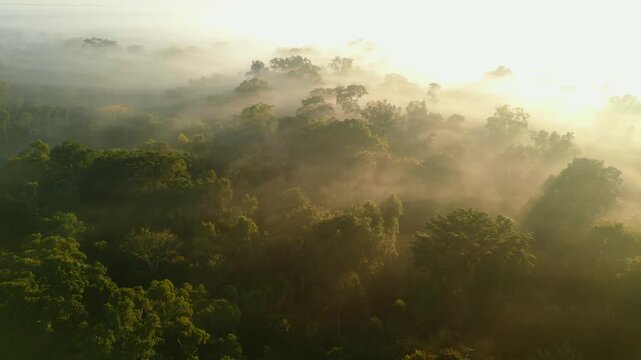 Aerial drone footage of morning mist rising over the Amazon rainforest canopy in Tambopata, Madre de Dios, Peru. Dense tropical jungle landscape covered in fog at sunrise