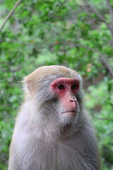 Fototapeta premium Close-up of a wild macaque monkey face in Zhangjiajie National Forest Park, Hunan, China
