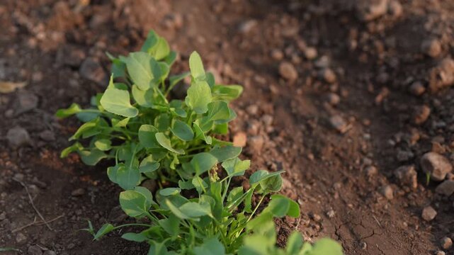 Green groundnut or peanut agriculture field 
