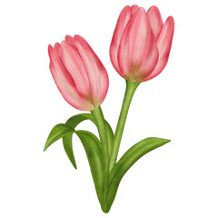 Obraz premium Pink Tulips Flowers Watercolor Illustration