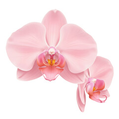 Delicate pink orchids with detailed petals and intricate floral structures isolated on white background
