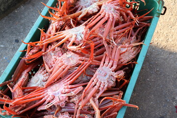 fresh snow crab on the market