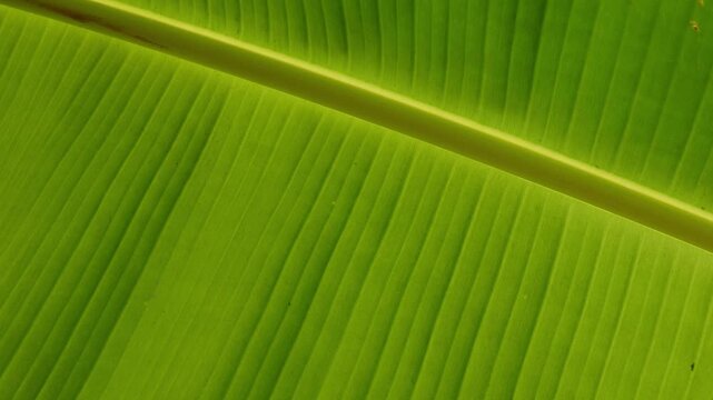 detail of green banana leaf texture with sunlight showing parallel veins and natural pattern in tropical garden