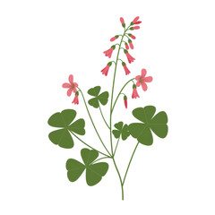 Obraz premium Detailed illustration of pink flowering wood sorrel with green shamrock leaves isolated on white background