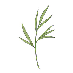 Fototapeta premium Detailed botanical illustration of a delicate green leafy sprig isolated on white background