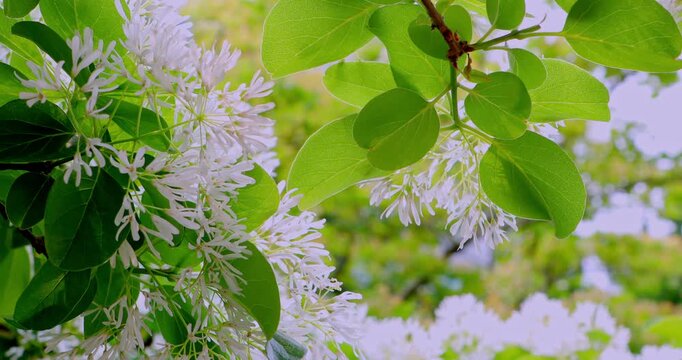 The blooming fringe trees, with their slender white flowers clustered like snowflakes among the green leaves, present a romantic spring scene reminiscent of "April snow."