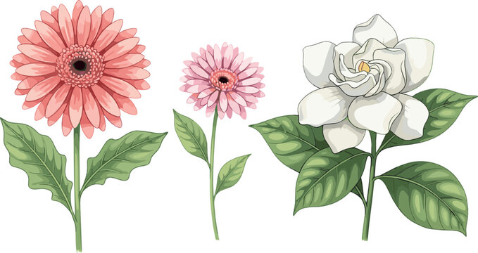Botanical Flower Vector Set with Gerbera Daisy, Pink Blossom and White Gardenia Elegant Floral Illustration for Garden Design