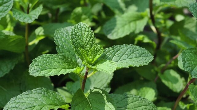 Fresh green mint leaves growing in a dense cluster