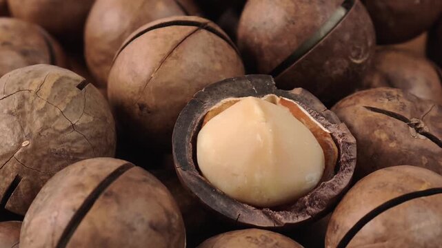 Macadamia nuts both in-shell and shelled