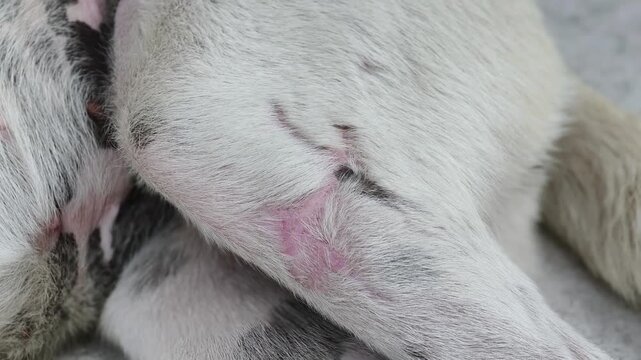 Irritated red skin visible through a patch of white fur