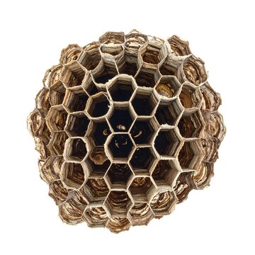 Close-up of abandoned insect hive with hexagonal cells