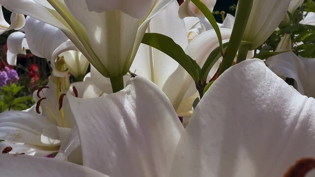 Small insect sitting on the edge of a white petal of a blossoming lily in a sun-drenched summer garden close-up.
