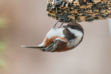  Black capped  © Tracey