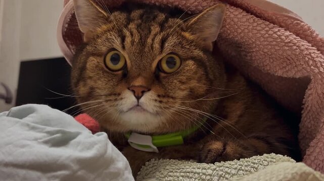 Funny cat sitting wrapped in a pink towel, looking at the camera in surprise.